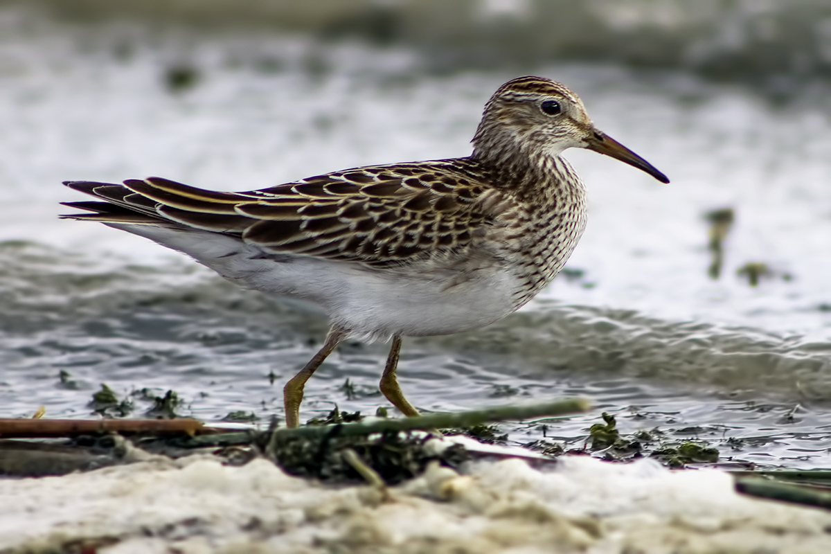 Pectoral Sandpiper — Ana fotoğraf